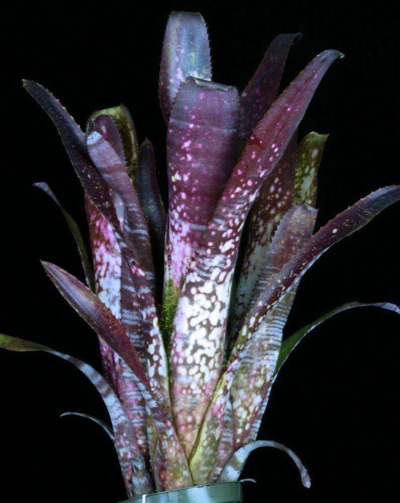 Billbergia Berry Blast 斑入り 8959-Billbergia-Berry-Blast.