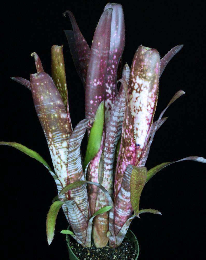 Billbergia Berry Blast 斑入り Billbergia Berry Blast 斑入り