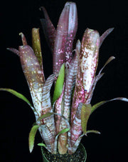 Billbergia 'Berry Blast' (Vinzant) - Tropiflora