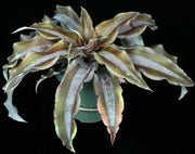 Cryptanthus ' Brown Sugar' - Tropiflora