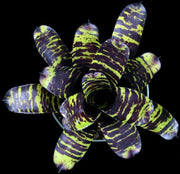 Neoregelia 'Savoy Truffle' - Tropiflora