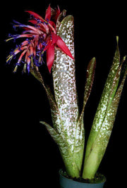 Billbergia 'Dennis Cathcart' - Tropiflora