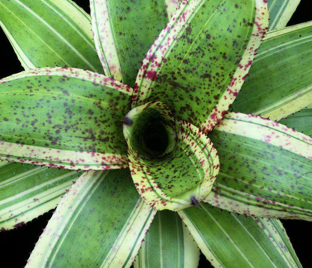 Neoregelia 'Star Lord' - Tropiflora