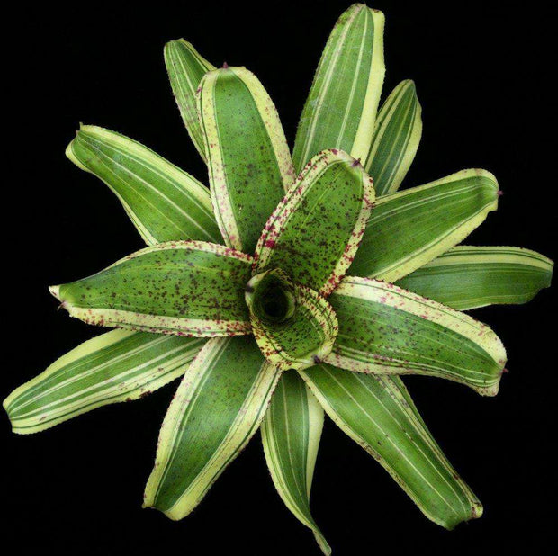 Neoregelia 'Star Lord' - Tropiflora