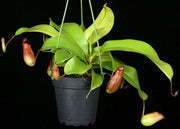 Nepenthes 'Lady Luck'
