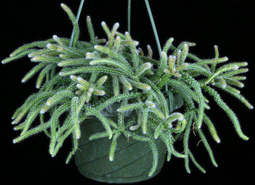 Lepismium lumbricoides forma aculeatum – Tropiflora