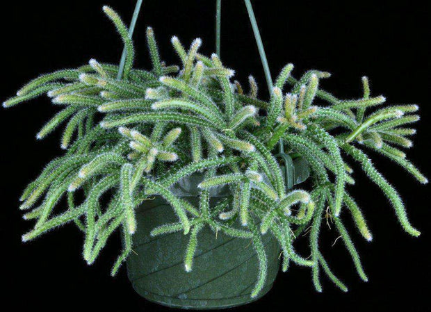 Lepismium lumbricoides forma aculeatum - Tropiflora