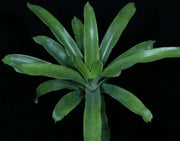 Aechmea aquilega 'Guatopo' - Tropiflora