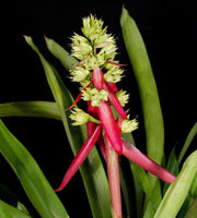 Aechmea aquilega 'Guatopo' - Tropiflora