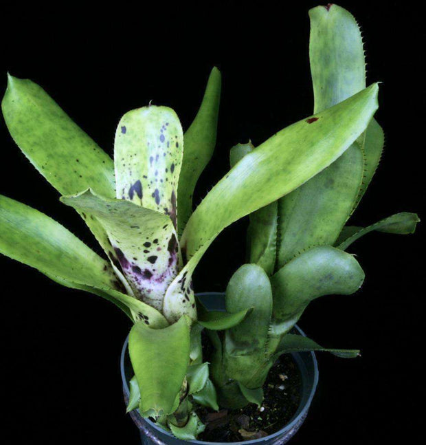Aechmea nudicaulis Brazil - Tropiflora