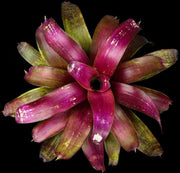 Neoregelia 'Radioactive' - Tropiflora
