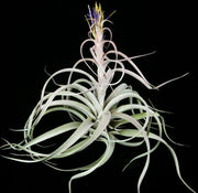 Tillandsia xerographica x brachycaulos - Tropiflora