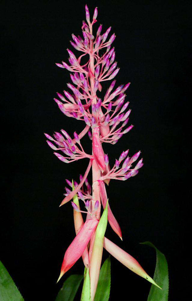 Portea petropolitana v. noettigii Tropiflora