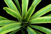 Portea 'Top Secret' - Tropiflora