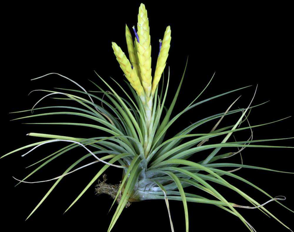 Tillandsia fasciculata 'Magnificent' - Thumbnail 4