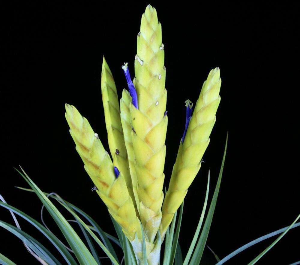 Tillandsia fasciculata