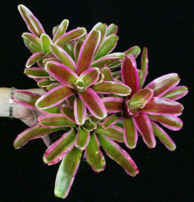 Neoregelia 'El Nido' - Tropiflora