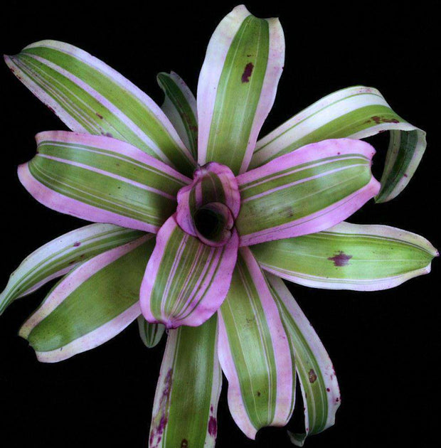Neoregelia 'Cyborg' - Tropiflora