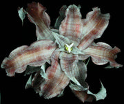 Cryptanthus 'Fifty Shades of Grey' - Tropiflora