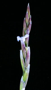 Tillandsia cacticola 'Splendid' x duratii - Tropiflora