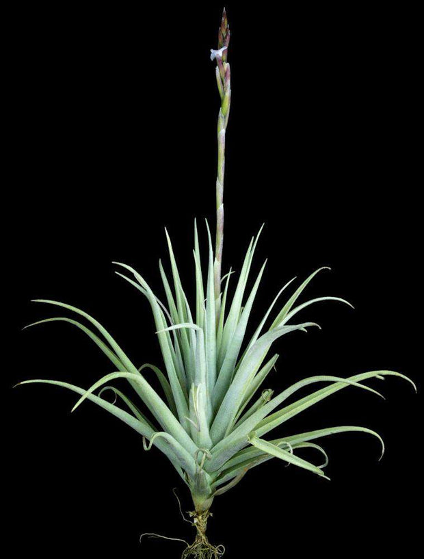 Tillandsia cacticola 'Splendid' x duratii - Tropiflora