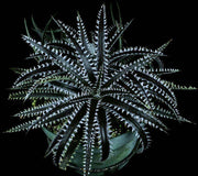 Dyckia 'Cole' - Tropiflora