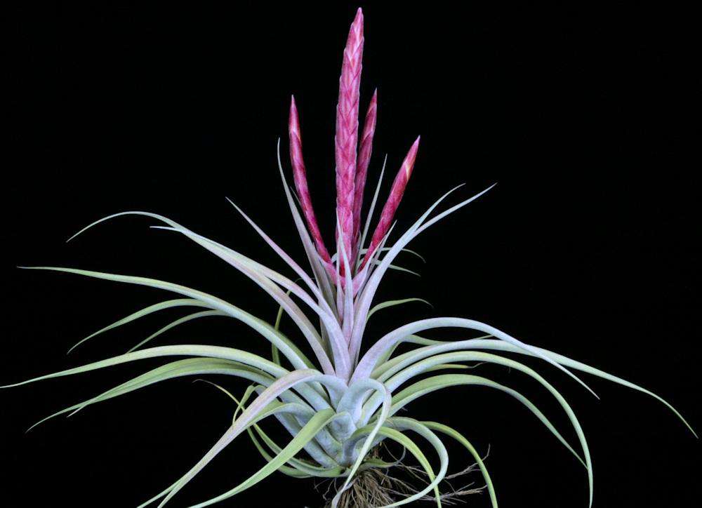 Tillandsia 'Majestic' – Tropiflora