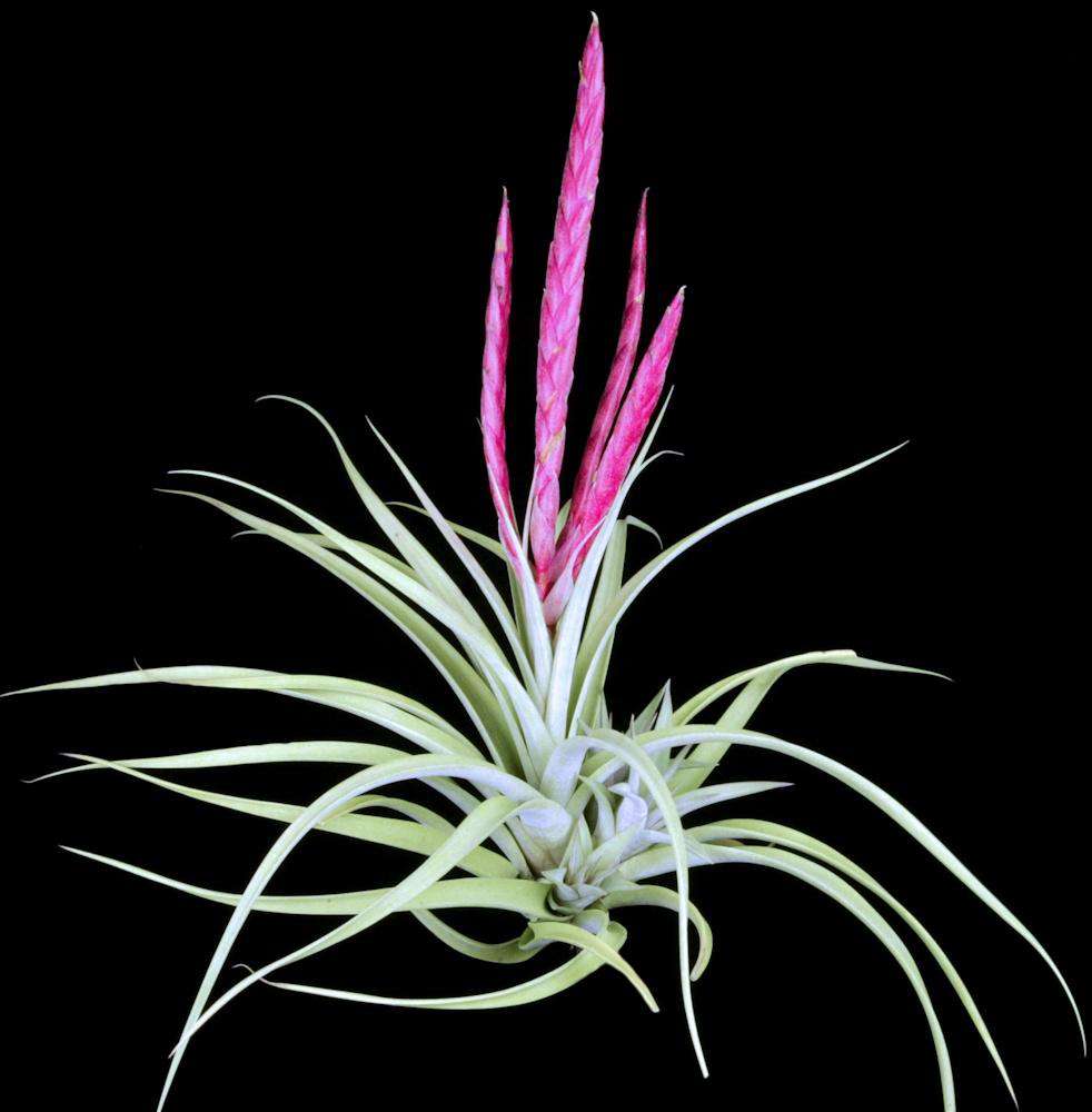 Tillandsia 'Majestic' – Tropiflora