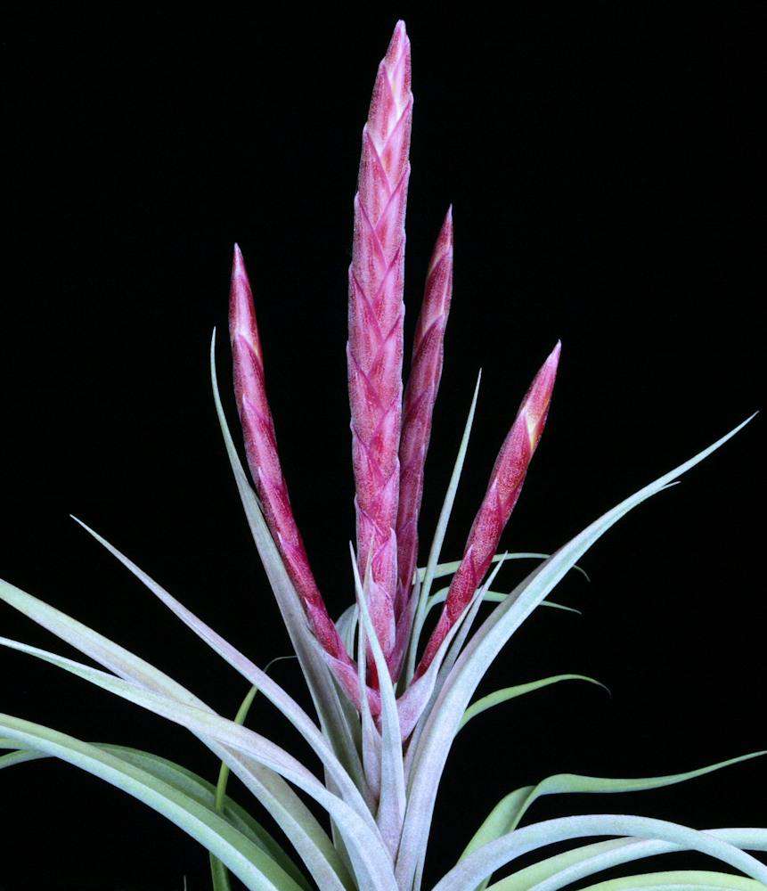 ブロメリア・エアープランツ Tillandsia concolor MB x chiapensis MB ブロメリア・エアープランツ Tillandsia concolor MB x chiapensis MB
