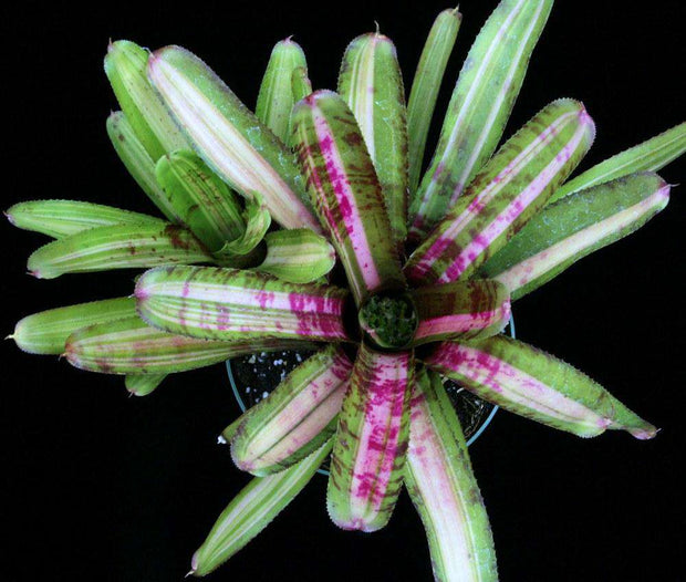 Neoregelia 'Outer Limits' - Tropiflora