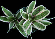 Neoregelia 'Banded Spider' - Tropiflora