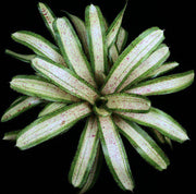 Neoregelia 'Luminosity' - Tropiflora