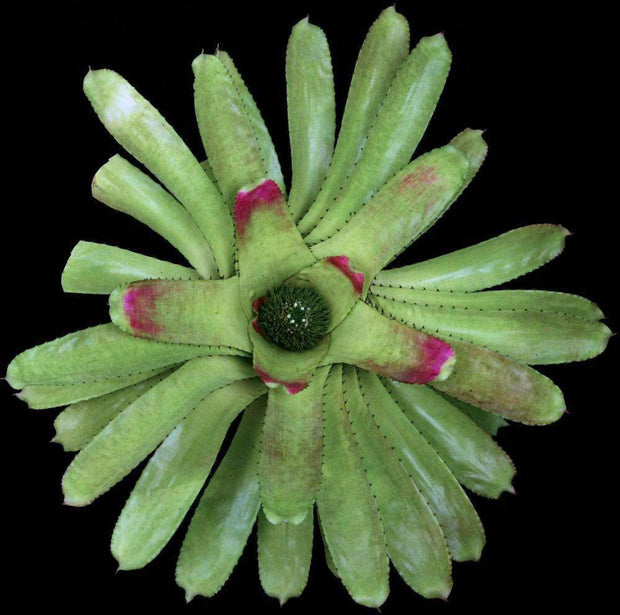 Neoregelia retrorsa - Tropiflora