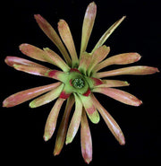 Neoregelia retrorsa - Tropiflora