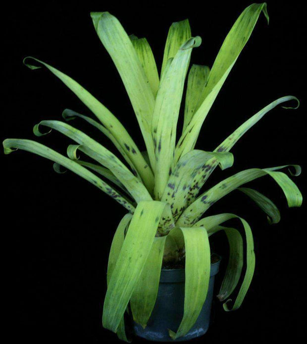 Goudea ospinae var. gruberi - Tropiflora