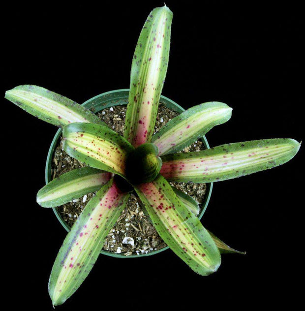 Neoregelia 'UFO' - Tropiflora