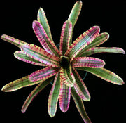 Neoregelia 'Wild Child' - Tropiflora