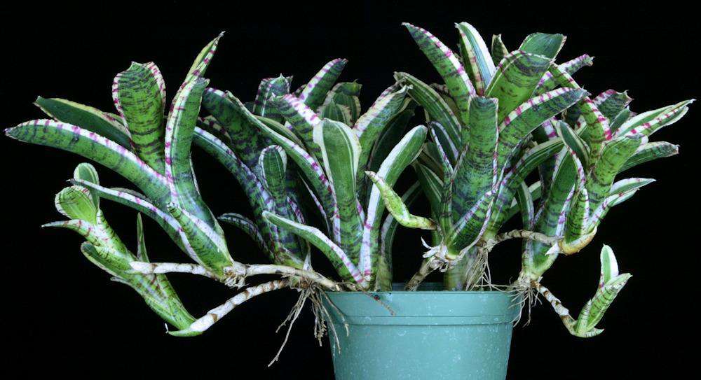 Neoregelia 'Toy Tiger' – Tropiflora