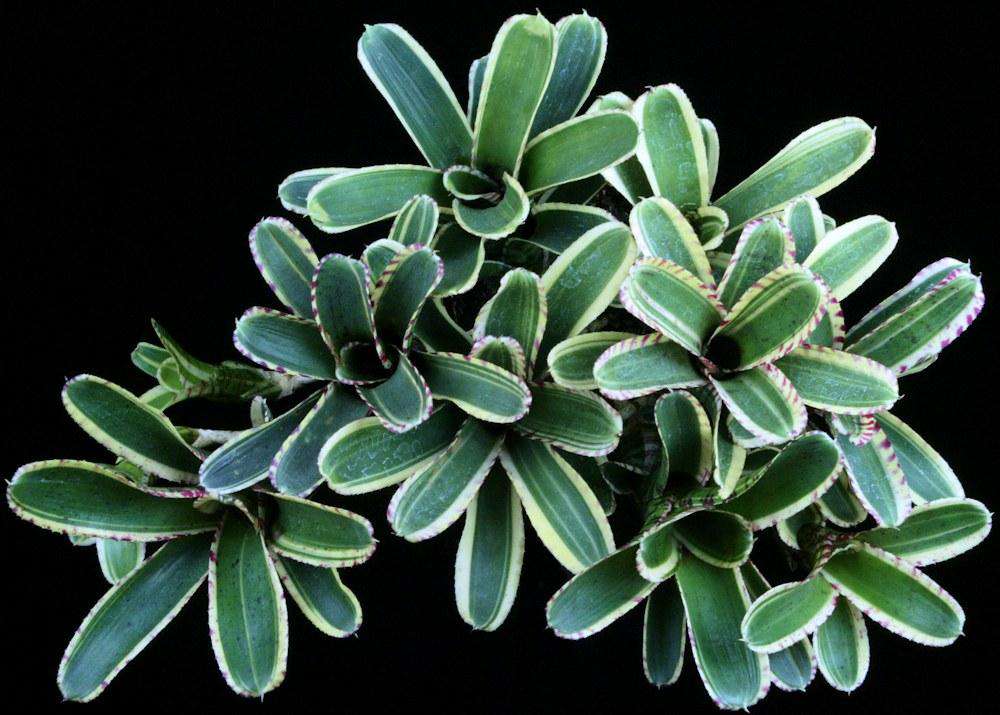 9128-Neoregelia-Toy-Tiger.jpg?