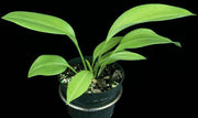Eucrosia bicolor - Tropiflora