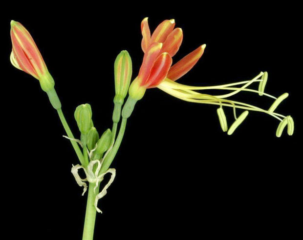 Eucrosia bicolor - Tropiflora