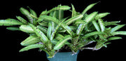 Neoregelia 'Talisman' - Tropiflora