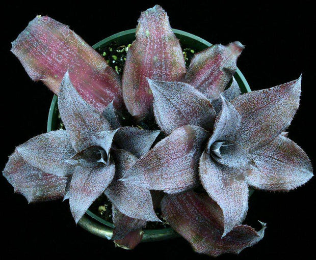 Cryptanthus 'Really Sweet'