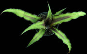 Cryptanthus 'Broadway Star' - Tropiflora