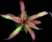 Cryptanthus 'Tropical Heat Wave' - Tropiflora