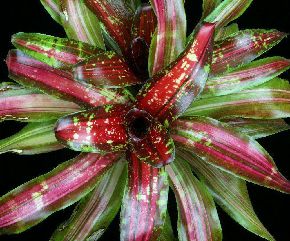 Neoregelia 'Blazing Fire' – Tropiflora