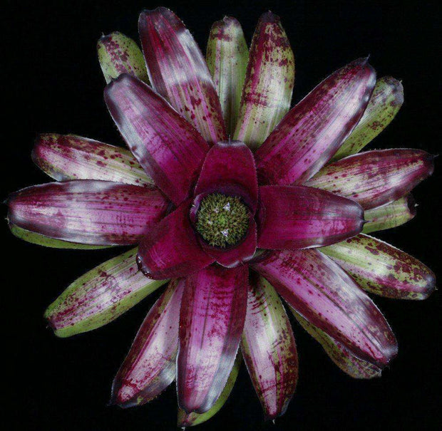 Neoregelia 'Dan Levin' - Tropiflora