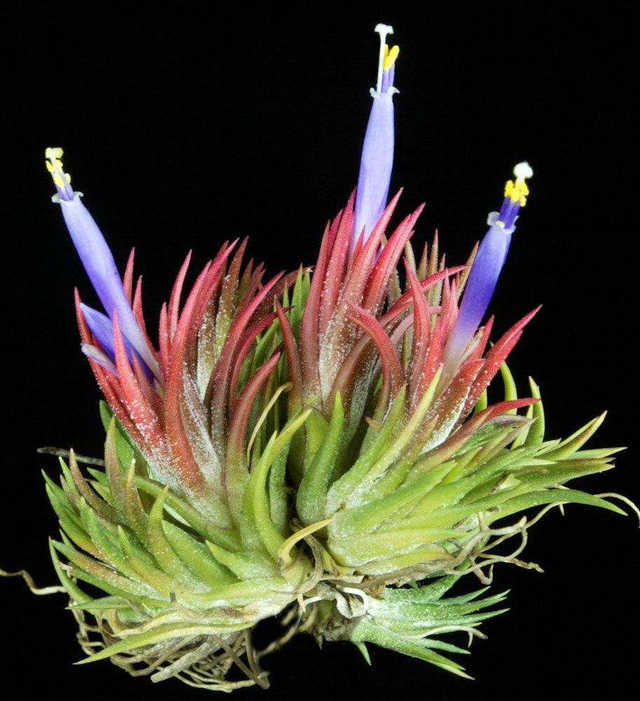 Tillandsia ionantha 'Enano' – Tropiflora