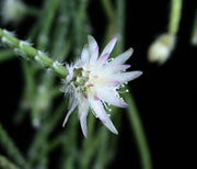 Rhipsalis pilocarpa SEL1997-2042 - Tropiflora