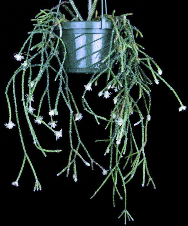 Rhipsalis pilocarpa SEL1997-2042 - Tropiflora